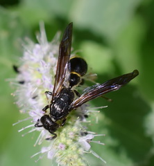 Discoelius
