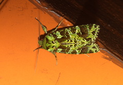 Checupa fortissima