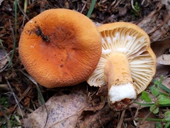 Lactifluus rugatus
