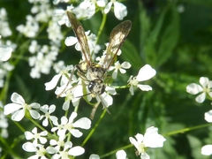 Tenthredo scutellata