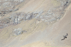 Procellaria aequinoctialis