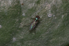 Dolichopodidae