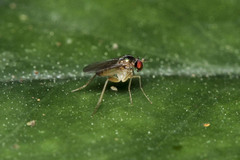 Dolichopodidae