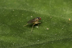 Dolichopodidae