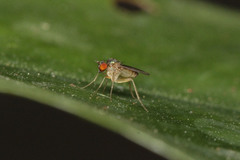 Dolichopodidae