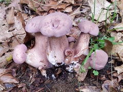 Tylopilus violatinctus