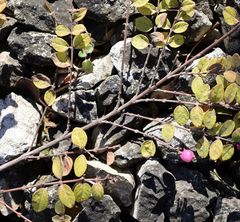 Symphoricarpos doorenbosii