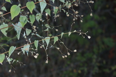 Abutilon trisulcatum