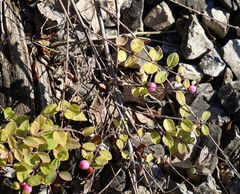 Symphoricarpos doorenbosii