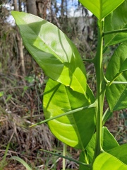 Citrus × taitensis