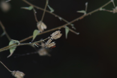 Abutilon trisulcatum