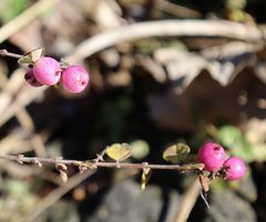 Symphoricarpos doorenbosii