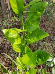 Citrus × taitensis