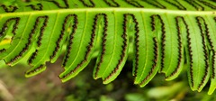Cyathea horrida