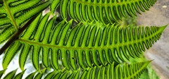 Cyathea horrida