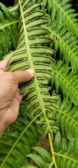 Cyathea horrida