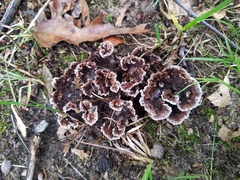 Thelephora americana