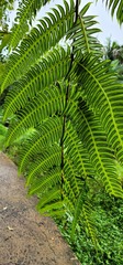 Cyathea horrida