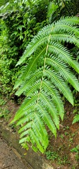 Cyathea horrida