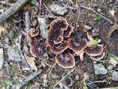Thelephora americana