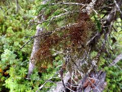 Bryocaulon pseudosatoanum