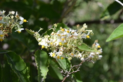 Solanum argentinum
