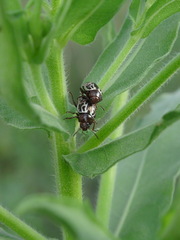 Zygogramma heterothecae