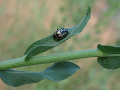 Zygogramma heterothecae