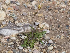Sisymbrium orientale