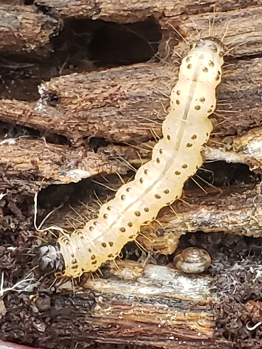 Deadwood Borer Moth photo 6