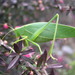 Australian Common Garden Katydid - Photo (c) Mike Bowie, some rights reserved (CC BY), uploaded by Mike Bowie