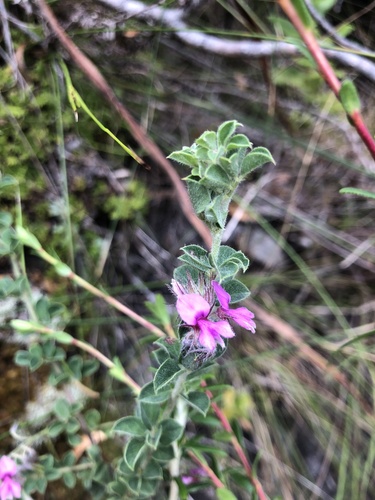 Image of Indigofera candolleana by (c) Charleen Brunke, some rights reserved (CC BY)