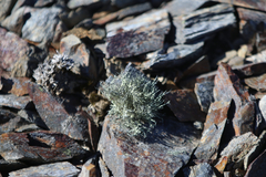 Usnea antarctica