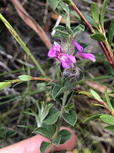 Image of Indigofera candolleana by (c) Charleen Brunke, some rights reserved (CC BY)