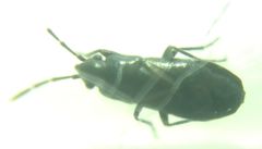 Aoploscelis bivirgatus