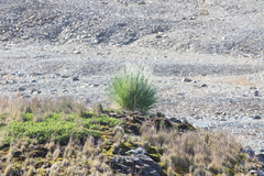 Poa flabellata