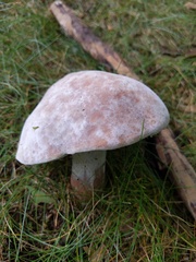 Hypomyces melanocarpus