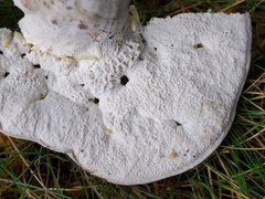 Hypomyces melanocarpus