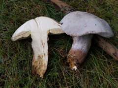 Hypomyces melanocarpus