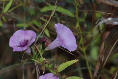 Ipomoea trifida