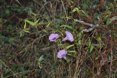 Ipomoea trifida