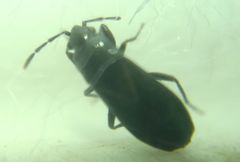 Aoploscelis bivirgatus