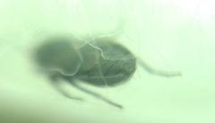 Aoploscelis bivirgatus