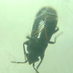 Aoploscelis bivirgatus