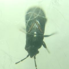 Aoploscelis bivirgatus