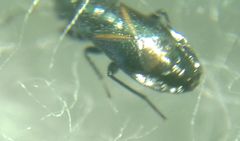 Aoploscelis bivirgatus