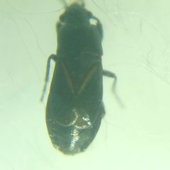 Aoploscelis bivirgatus