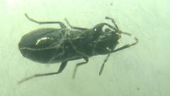 Aoploscelis bivirgatus