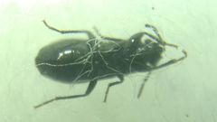 Aoploscelis bivirgatus