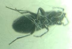 Aoploscelis bivirgatus